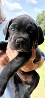 Misty Blue, a female Cane Corso for sale in Magnolia, MS – 5 of 6