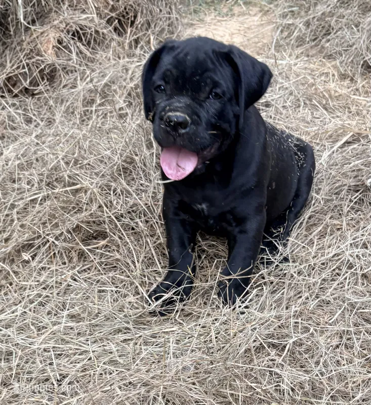Onyx – Cane Corso puppy for sale in Magnolia, MS