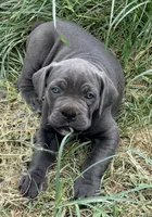 Misty Blue, a female Cane Corso for sale in Magnolia, MS – 6 of 6