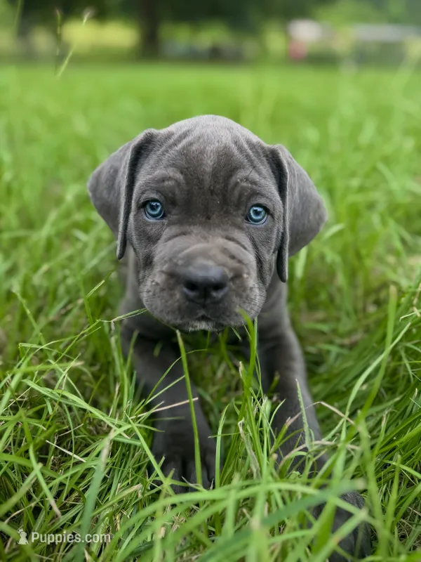 Misty Blue – Cane Corso puppy for sale in Magnolia, MS