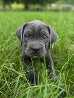 Misty Blue, a female Cane Corso for sale in Magnolia, MS – 1 of 6
