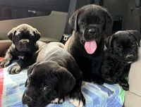 Bear, a male Cane Corso for sale in Magnolia, MS – 2 of 5