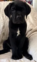 Onyx, a female Cane Corso for sale in Magnolia, MS – 2 of 4