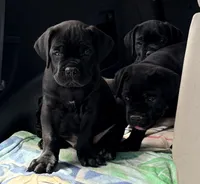 Cole, a male Cane Corso for sale in Magnolia, MS – 3 of 3