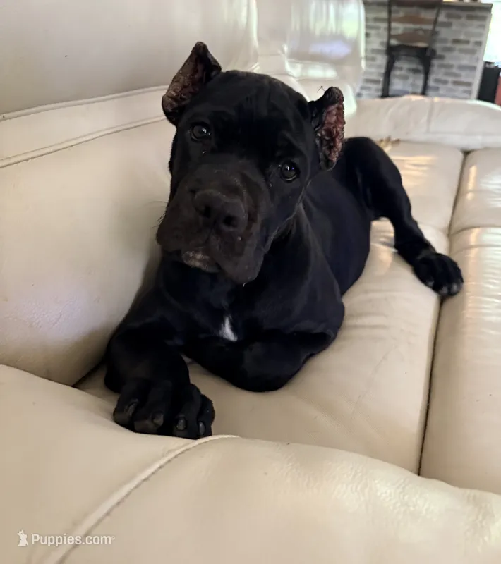 Onyx – Cane Corso puppy for sale in Magnolia, MS