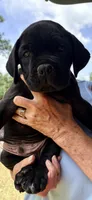 Cole, a male Cane Corso for sale in Magnolia, MS – 1 of 3