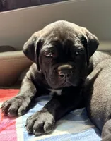 Zanna, a female Cane Corso for sale in Magnolia, MS – 2 of 6