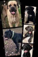 Misty Blue, a female Cane Corso for sale in Magnolia, MS – 4 of 6
