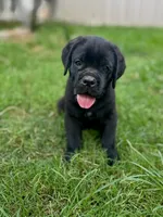 Bear, a male Cane Corso for sale in Magnolia, MS – 5 of 5
