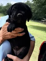 Zanna, a female Cane Corso for sale in Magnolia, MS – 6 of 6