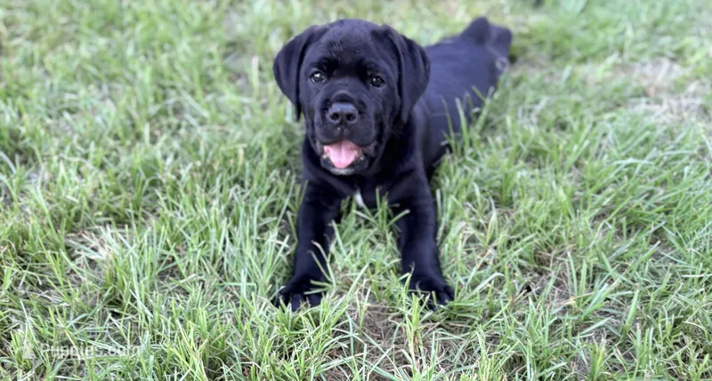 Onyx – Cane Corso puppy for sale in Magnolia, MS