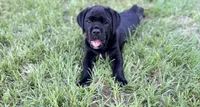 Onyx, a female Cane Corso for sale in Magnolia, MS – 1 of 4