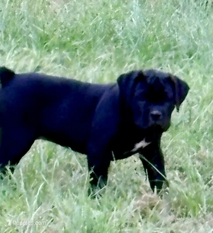 Zanna – Cane Corso puppy for sale in Magnolia, MS
