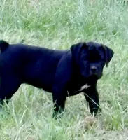 Zanna, a female Cane Corso for sale in Magnolia, MS – 1 of 6