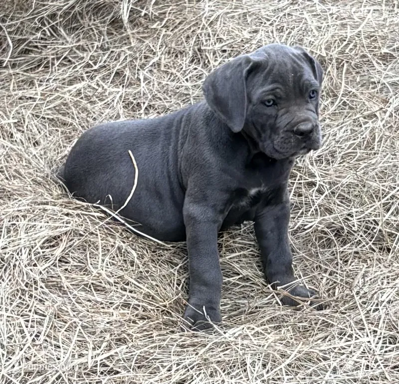 Misty Blue – Cane Corso puppy for sale in Magnolia, MS