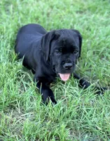 Onyx, a female Cane Corso for sale in Magnolia, MS – 2 of 7