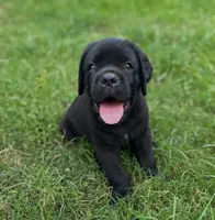Bear, a male Cane Corso for sale in Magnolia, MS – 4 of 5