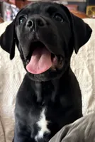 Onyx, a female Cane Corso for sale in Magnolia, MS – 3 of 4