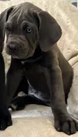 Misty Blue, a female Cane Corso for sale in Magnolia, MS – 5 of 6