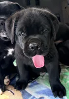 Bear, a male Cane Corso for sale in Magnolia, MS – 3 of 5