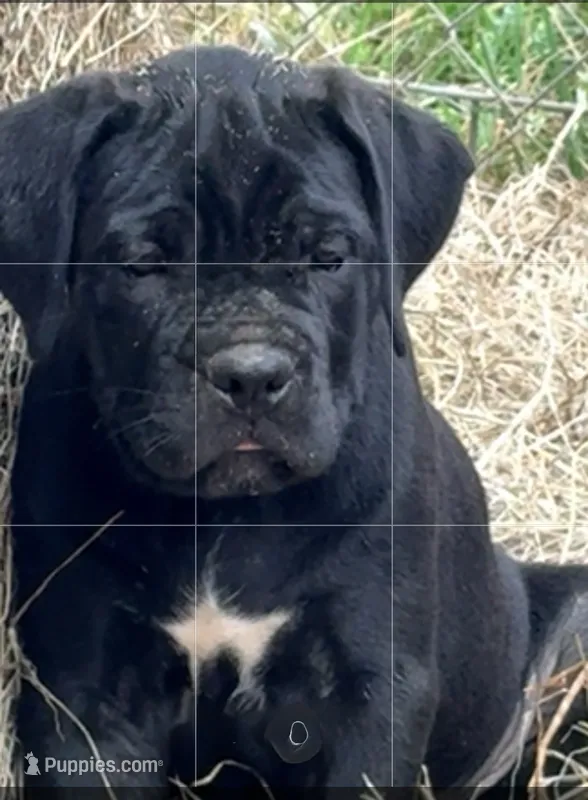 Zanna – Cane Corso puppy for sale in Magnolia, MS