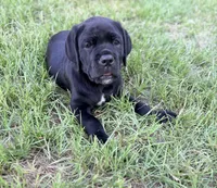 Onyx, a female Cane Corso for sale in Magnolia, MS – 3 of 7