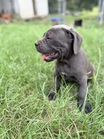 Misty Blue, a female Cane Corso for sale in Magnolia, MS – 3 of 6