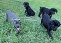 Onyx, a female Cane Corso for sale in Magnolia, MS – 4 of 7