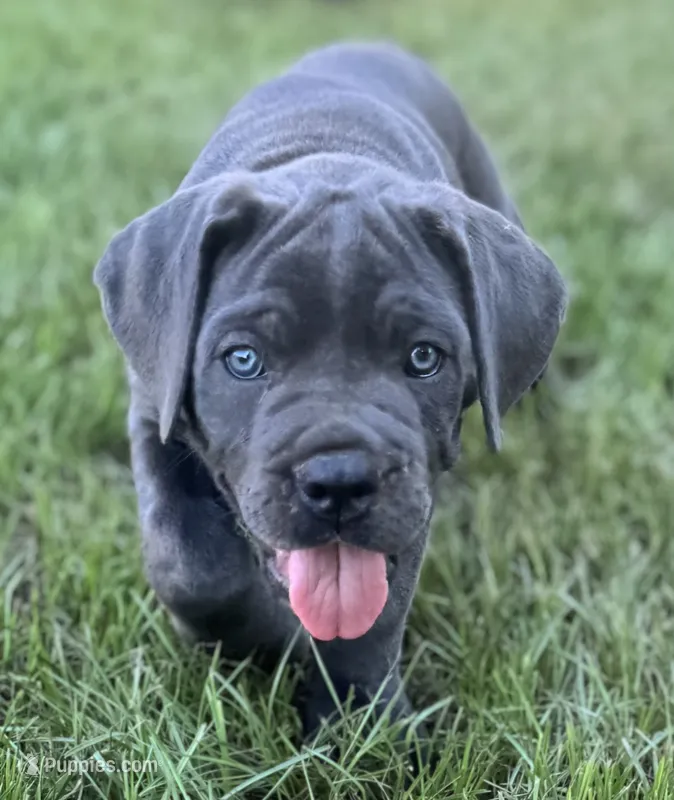 Misty Blue – Cane Corso puppy for sale in Magnolia, MS