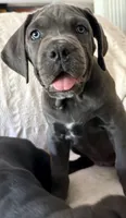 Misty Blue, a female Cane Corso for sale in Magnolia, MS – 3 of 6