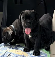 Onyx, a female Cane Corso for sale in Magnolia, MS – 5 of 7