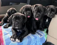 Zanna, a female Cane Corso for sale in Magnolia, MS – 5 of 6