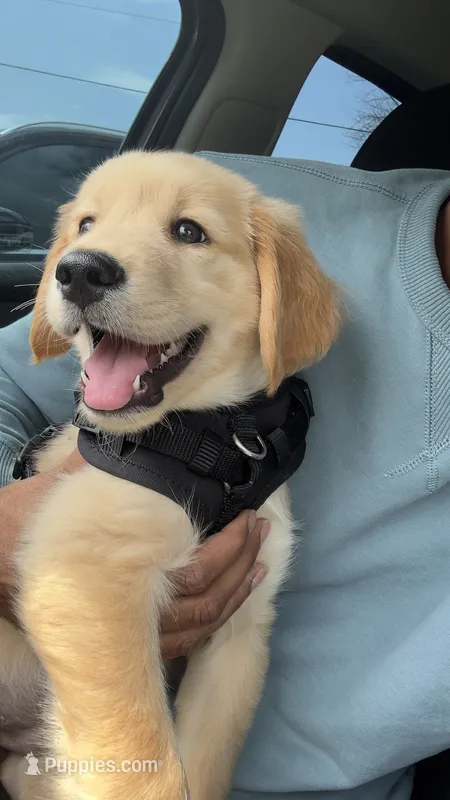 Simba – Golden Retriever puppy for sale in Saint Louis, MO