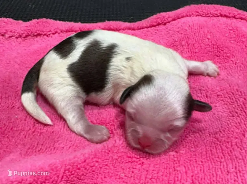 Parti Female – Shih Tzu puppy for sale in Tenino, WA