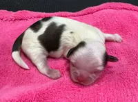 Parti Female, a female Shih Tzu for sale in Tenino, WA – 1 of 3