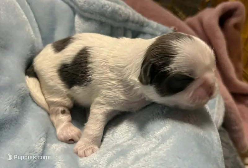 Blue and White Male – Shih Tzu puppy for sale in Tenino, WA