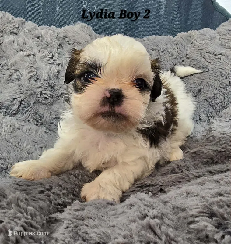 Lydia Boy 2 – Shih Tzu puppy for sale in Tenino, WA