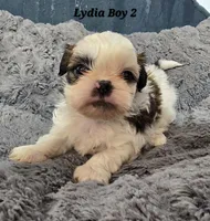 Lydia Boy 2, a male Shih Tzu for sale in Tenino, WA – 2 of 7