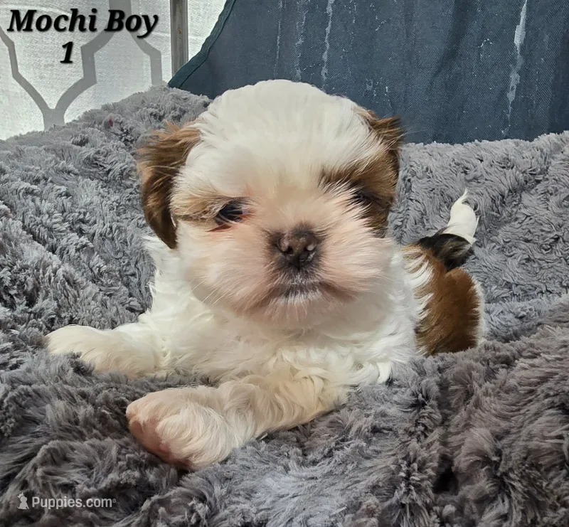 Mochi Male 1 – Shih Tzu puppy for sale in Tenino, WA