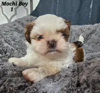 Mochi Male 1, a male Shih Tzu for sale in Tenino, WA – 1 of 6