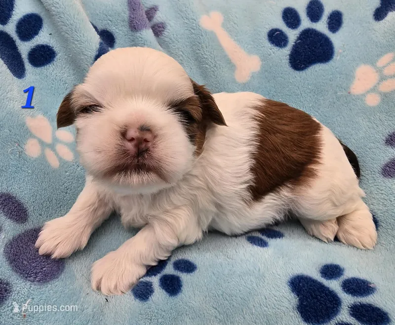 Mochi Male 1 – Shih Tzu puppy for sale in Tenino, WA