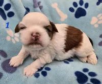 Mochi Male 1, a male Shih Tzu for sale in Tenino, WA – 4 of 6