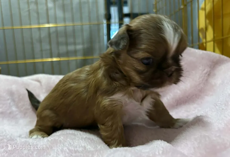 Gold with White Stripe – Shih Tzu puppy for sale in Tenino, WA