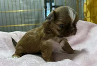 Gold with White Stripe, a female Shih Tzu for sale in Tenino, WA – 1 of 7