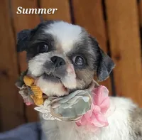 Parti Female, a female Shih Tzu for sale in Tenino, WA – 2 of 3