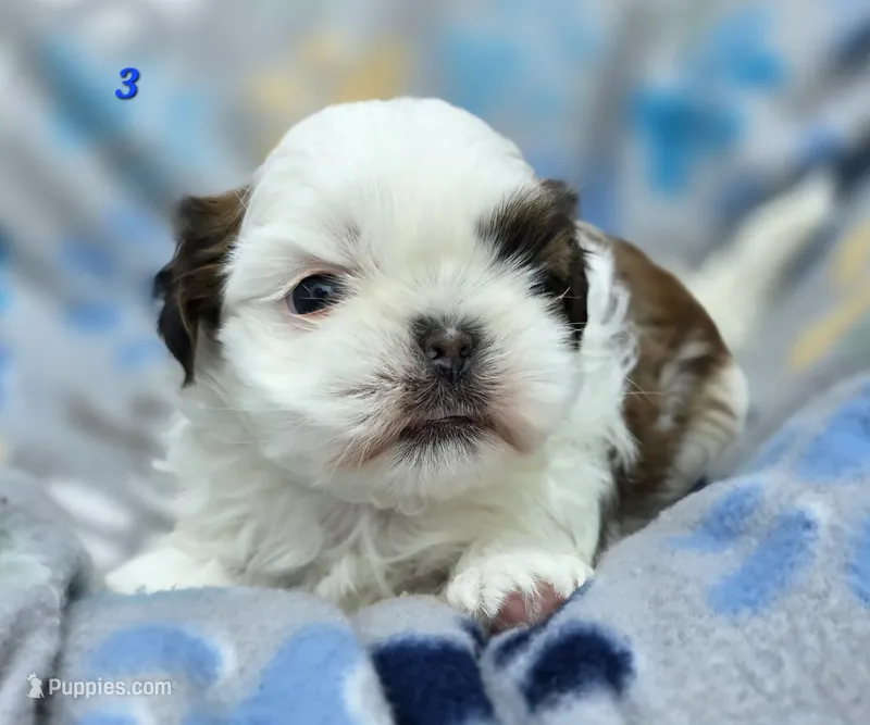 Mochi Male 3 – Shih Tzu puppy for sale in Tenino, WA