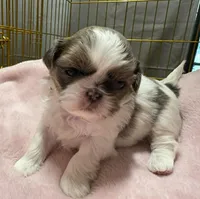 Gold and White, a female Shih Tzu for sale in Tenino, WA – 2 of 6