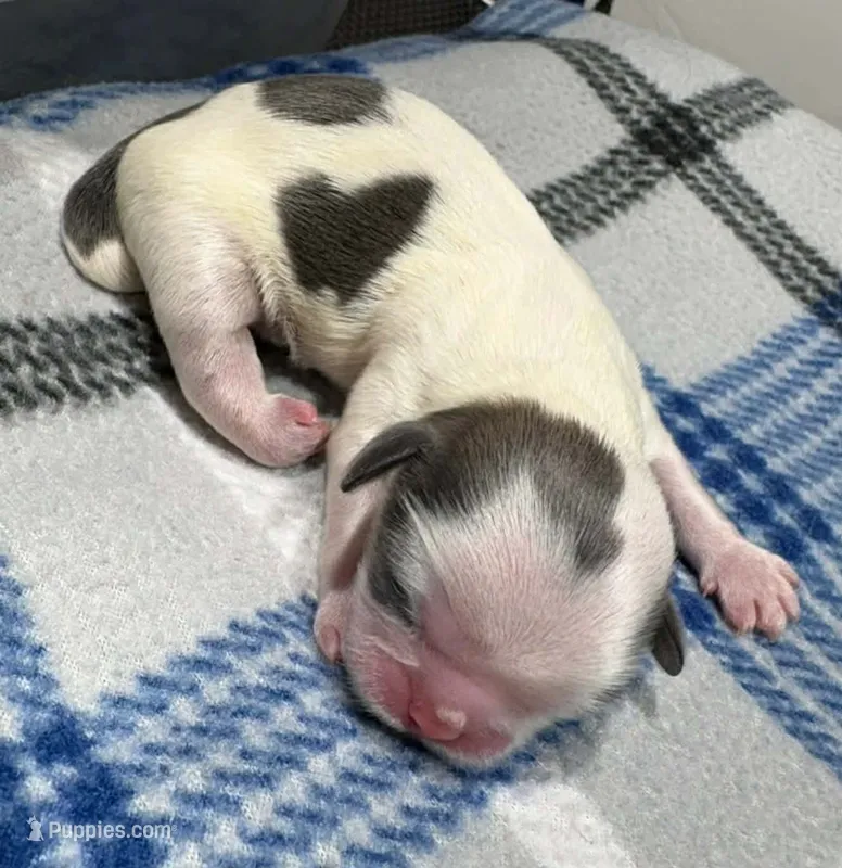 Parti Male – Shih Tzu puppy for sale in Tenino, WA