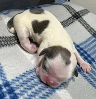 Parti Male, a male Shih Tzu for sale in Tenino, WA – 1 of 3