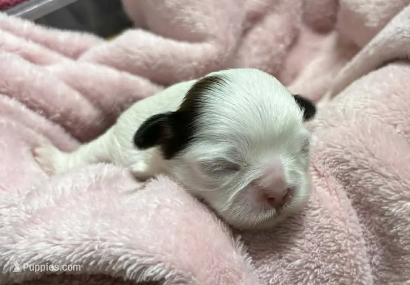 Parti Female – Shih Tzu puppy for sale in Tenino, WA